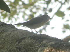 Ficedula parva