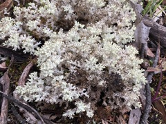 Pulchrocladia retipora