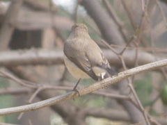 Ficedula parva