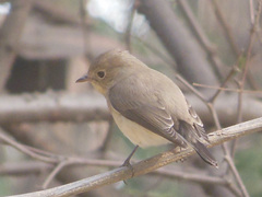 Ficedula parva