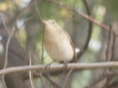 Ficedula parva