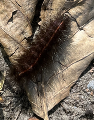Spilosoma lubricipeda