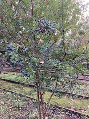 Myrtus communis