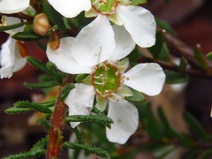 Leptospermum sphaerocarpum
