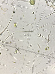 Scenedesmaceae