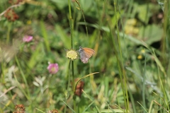 Coenonympha glycerion