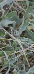 Paraidemona