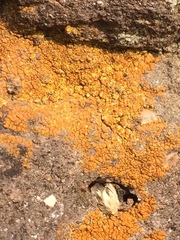 Xanthorioideae