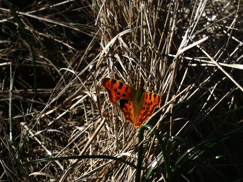 Polygonia c-album