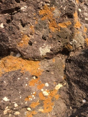 Xanthorioideae