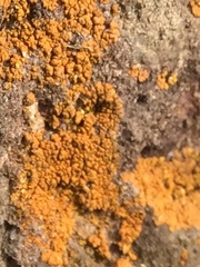 Xanthorioideae
