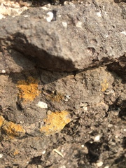 Xanthorioideae