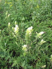 Melampyrum argyrocomum