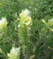 Melampyrum argyrocomum