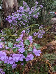 Prostanthera rotundifolia