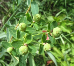 Euphorbia semivillosa