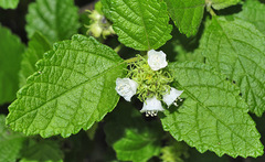 Varronia bullata