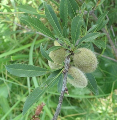 Prunus tenella