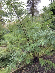 Tracheophyta