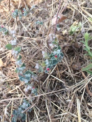 Indigofera cordifolia