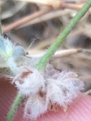 Indigofera cordifolia