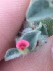 Indigofera cordifolia