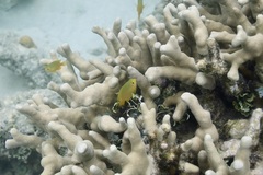 Porites cylindrica