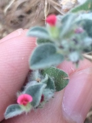 Indigofera cordifolia