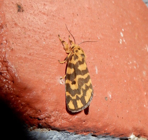 Footman moth photo 3
