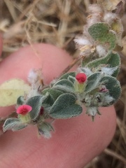 Indigofera cordifolia
