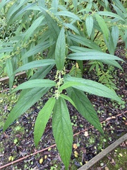 Tracheophyta
