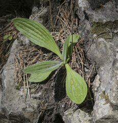 Plantago urvillei