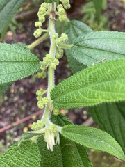 Tracheophyta