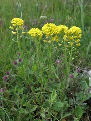 Alyssum montanum