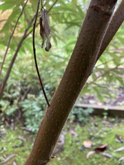 Tracheophyta
