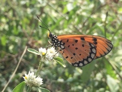 Acraea terpsicore