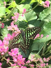 Graphium agamemnon