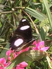 Hypolimnas misippus