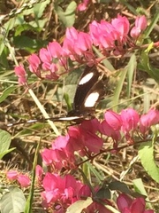 Hypolimnas misippus