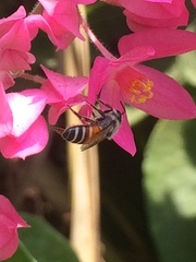 Apis florea