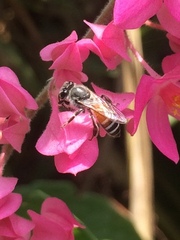 Apis florea