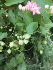 Antigonon leptopus