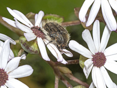 Tropinota squalida canariensis