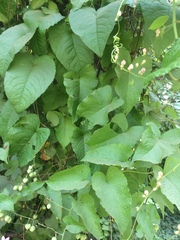 Antigonon leptopus