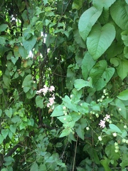 Antigonon leptopus