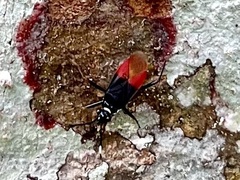 Dindymus semirufus