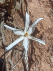 Gethyllis afra