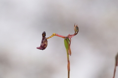 Drakaea livida