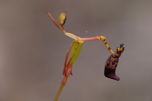 Image of Drakaea livida by (c) Hugo Innes, some rights reserved (CC BY)