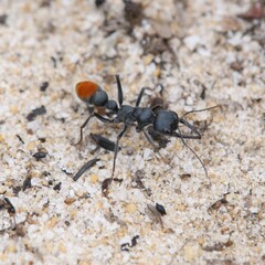 Myrmecia mandibularis